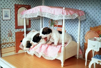Dog puppies in the Doll's House