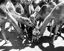 Child on tricycle is sniffed by camels