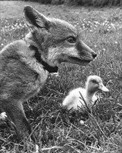 Fox with small duck