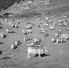 Brown cattle herd on a mountain pasture