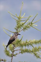 Spotted nutcracker (Nucifraga caryocatactes) sits in tree