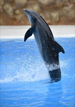 Bottlenose dolphin (Tursiops truncatus) jumps out of the water