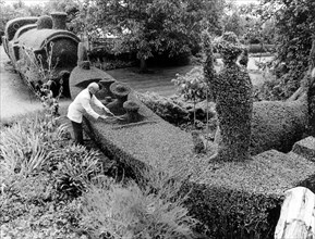 Gardener cuts hedges in the shape of a gondola