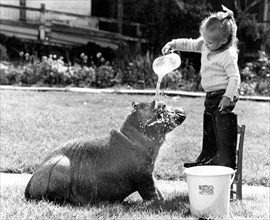 Girl washes a Pygmy Hippopotamus