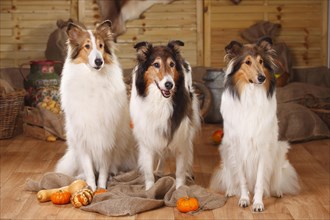 Three American collies