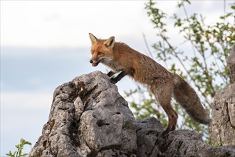 Red fox (Vulpes vulpes) on rock