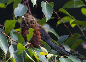 Malagasy coucal (Centropus toulou) in the tree