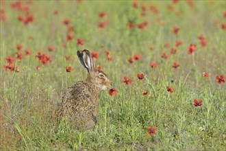 European hare (Lepus europaeus) eats prickly poppy (Papaver argemone)