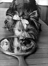 Small dog with bow looks in the mirror