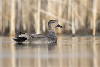 Gadwall (Mareca strepera) in water