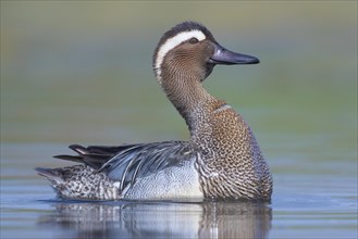 Garganey (Anas querquedula)