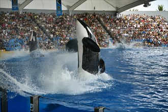 Killer whale (Orcinus orca) in jump