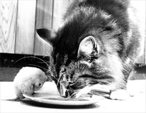 Cat eats together with mouse from plate