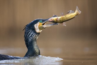 Great cormorant (Phalacrocorax carbo)