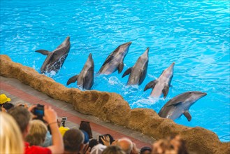 Bottlenose dolphins (Tursiops truncatus) Dolphin Show