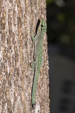 Abbott's day gecko (Phelsuma abbotti)