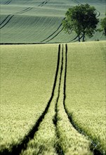Tire tracks in the middle of a field of corn
