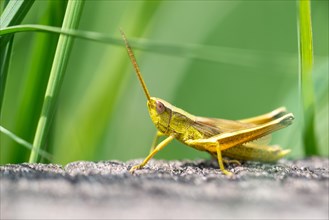 Large gold grasshopper (Chrysochraon dispar)