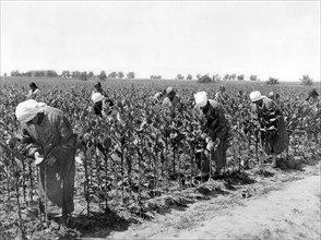 Tobacco harvest ca. 1930