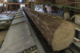 Tree trunk on the block train to the gate saw in a sawmill