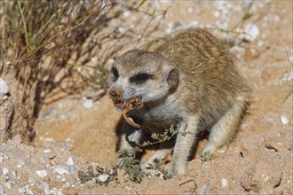 Meerkat (Suricata suricatta)