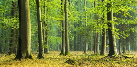 Natural beech forest (Fagus) on the ridge Finne