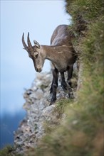 Alpine Ibex (Capra ibex) on a slope