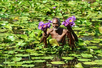 Old man collects flowers of Blue Lotus (Nymphaea caerulea) in a lake near Habarana