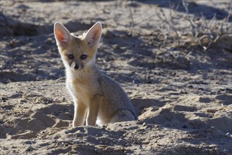 Young Cape fox (Vulpes chama)