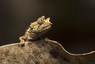 Chameleon (Brookesia superciliaris)