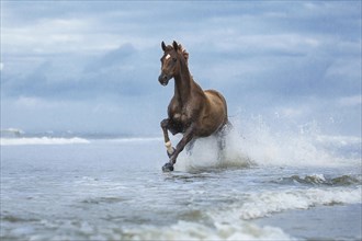 Fox horse gallops through water on the beach