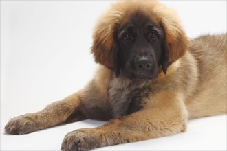 Leonberger