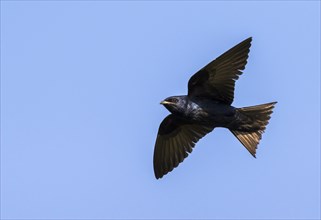 Male Purple martin (Progne subis) flying in blue sky