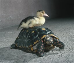 Duck sits on turtle