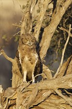 Spotted eagle-owl (Bubo africanus)