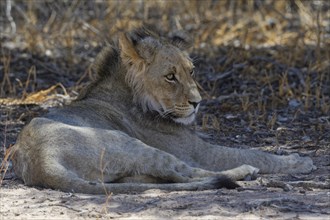 Black-maned lion (Panthera leo vernayi)