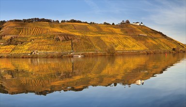 View of Marienburg Castle over vineyards in autumn