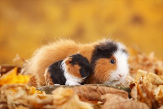 CH-Teddy guinea pigs