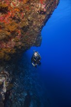Female scuba diver swims next to a sheer wall covered with corals
