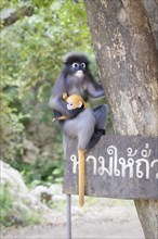 Dusky leaf monkey (Trachypithecus obscurus) with baby
