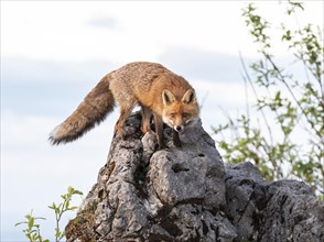 Red fox (Vulpes vulpes) on rocks
