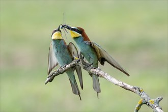 Two bee-eaters (Merops apiaster) with dragonfly in beak sitting on branch