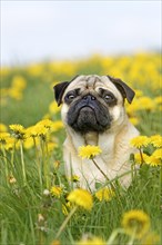 Pug sits in a dandelion meadow