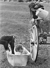 Two chimpanzees bathe child in bath tub with watering can