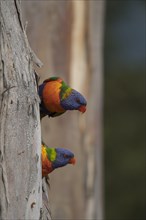 Rainbow lorikeet (Trichoglossus moluccanus) two adult birds on a tree trunk