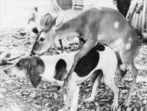 Deer calf and dog copulate