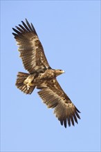 Steppe Eagle (Aquila nipalensis orientalis)
