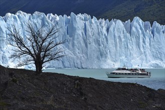 Tree and excursion ship in front of Glacier Perito Moreno on Lake Argentino