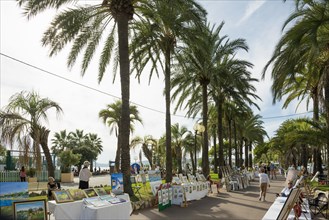 Palm trees on the beach promenade