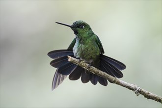Green-crowned Brilliant (Heliodoxa jacula) sits on a branch with spread feathers